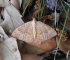 Camptogramma bilineata (Linnaeus, 1758)