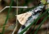 Camptogramma bilineata (Linnaeus, 1758)