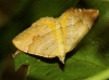 Camptogramma bilineata