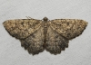 Charissa (Charissa) obscurata (Denis & Schiffermller, 1775)