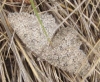 Charissa (Costignophos) crenulata (Staudinger, 1871)