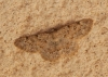 Charissa (Euchrognophos) mucidaria (Hubner, 1799)