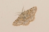 Charissa (Euchrognophos) mucidaria (Hubner, 1799)