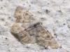 Charissa (Euchrognophos) mucidaria (Hubner, 1799)