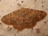 Charissa (Euchrognophos) mucidaria (Hubner, 1799)