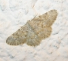 Charissa (Euchrognophos) mucidaria (Hubner, 1799)