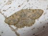 Charissa (Euchrognophos) mucidaria (Hubner, 1799)