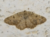 Charissa (Euchrognophos) mucidaria (Hubner, 1799)