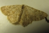 Charissa (Euchrognophos) mucidaria (Hubner, 1799)