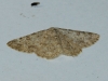 Charissa (Euchrognophos) mucidaria (Hubner, 1799)