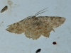 Charissa (Euchrognophos) mucidaria (Hubner, 1799)