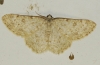 Charissa (Euchrognophos) mucidaria (Hubner, 1799)