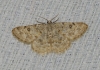 Charissa (Euchrognophos) mucidaria (Hubner, 1799)