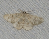 Charissa (Euchrognophos) mucidaria (Hubner, 1799)