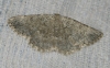 Charissa (Euchrognophos) mucidaria (Hubner, 1799)