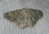 Charissa (Euchrognophos) mucidaria (Hubner, 1799)