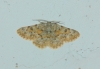 Charissa (Euchrognophos) mucidaria (Hubner, 1799)