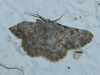 Charissa (Euchrognophos) mucidaria (Hubner, 1799)