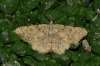 Charissa (Euchrognophos) mucidaria (Hubner, 1799)