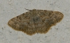 Charissa (Euchrognophos) mucidaria (Hbner, 1799)