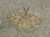 Charissa (Euchrognophos) mucidaria (Hbner, 1799)