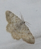 Charissa (Euchrognophos) mucidaria (Hubner, 1799)