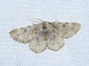 Charissa (Euchrognophos) mucidaria (Hbner, 1799)