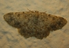 Charissa (Euchrognophos) mucidaria (Hubner, 1799)