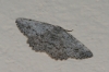 Charissa (Kemtrognophos) predotae (Schawerda, 1929)
