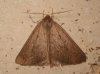Chemerina caliginearia (Rambur, 1833)