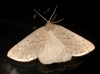 Chemerina caliginearia (Rambur, 1833)