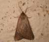 Chemerina caliginearia (Rambur, 1833)