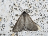Chemerina caliginearia (Rambur, 1833)