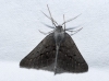 Chemerina caliginearia (Rambur, 1833)
