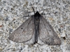 Chemerina caliginearia (Rambur, 1833)