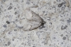 Chesias rufata (Fabricius, 1775)