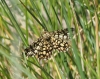 Chiasmia clathrata (Linnaeus, 1758)