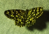 Chiasmia clathrata (Linnaeus, 1758)