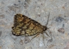 Chiasmia clathrata (Linnaeus, 1758)