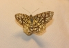 Chiasmia clathrata (Linnaeus, 1758)