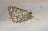 Chiasmia clathrata (Linnaeus, 1758)
