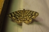 Chiasmia clathrata (Linnaeus, 1758)