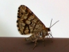 Chiasmia clathrata (Linnaeus, 1758)