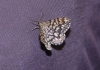 Chiasmia clathrata (Linnaeus, 1758)