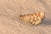 Chiasmia clathrata (Linnaeus, 1758)