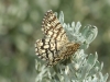 Chiasmia clathrata (Linnaeus, 1758)