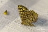 Chiasmia clathrata (Linnaeus, 1758)
