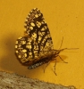 Chiasmia clathrata (Linnaeus, 1758)