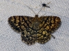 Chiasmia clathrata (Linnaeus, 1758)
