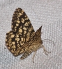 Chiasmia clathrata (Linnaeus, 1758)